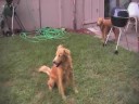 I cloned my Dog