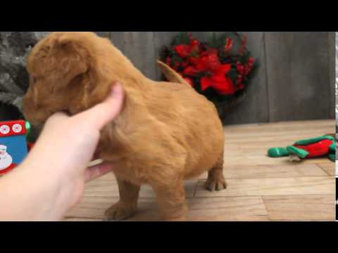 Coby-AKC Male Golden Retriever