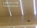 Carpenter Bee Foraging