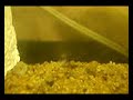 MOV02929