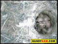 Blue tit camera nest box story 2008 - Clip 8 - Handykam.com