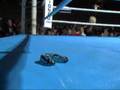 Flailing Fisticuffs
