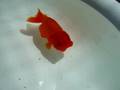 2008nihonshishigasira ranchu aikoukai tentankai　３
