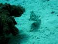videos de poisson coffre