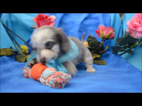 Prince AKC Blue Eyed Blue Dapple Male LH Miniature Dachshund Puppy for sale