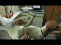 Theo Gets Microchipped