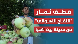 مزارعون فلسطينيون يجمعون ثمار