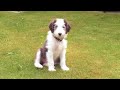 Charlie (Lane), Nairn