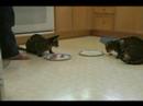 What is for breakfast - Moja / Starbuck What is for breakfast - Moja / Starbuck