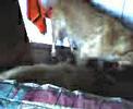 -zaza.html