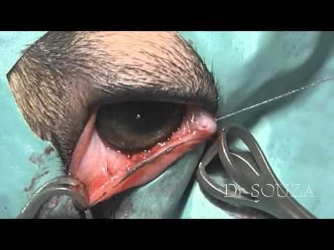 how to patch a dogs eye