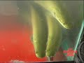 Arapaima Gigas part two