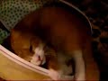 Kitty in Easter egg. Kitty in Easter egg.