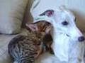 Fly-Whippet-Dog-&-Joey-Jungle-Bengal-Cat-(4)-Caring