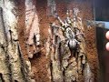 Bad regalis molt