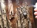 Bad Regalis Molt