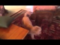 June 2, 2012 Xander & Rosie