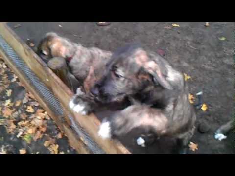 IRISH WOLFHOUND
