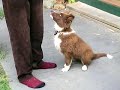 Tia Border Collie Learning to Wave Part 1