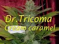 Dr Tricoma