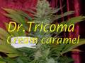 Dr Tricoma