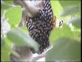 Beehive Beehive