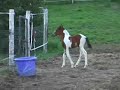 Curly Horse Colt- part 2