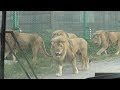 ライオン運動場 (岩手サファリパーク) 2019年8月12日