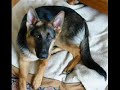 Training-The German Shepherd