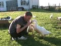 Young Goslings