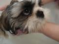 Shih