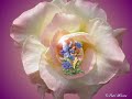 v�deo musical com imagens