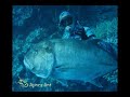 spearfishing new extreme NSYG