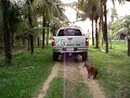 BULLY DOG CUMMINS