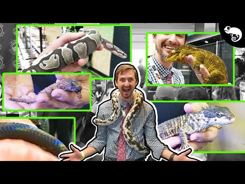 YouTube reptile video
