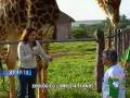 videos de GIRAFA EXIBIDA.asf