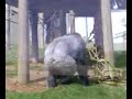 Gorilla\