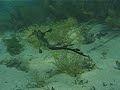 Weedy Sea Dragon