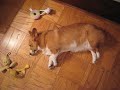 Charlotte The Corgi Being Cute