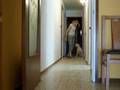 Bull Terrier Miniatura video
