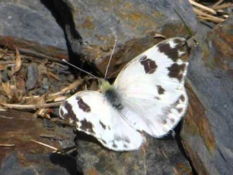 The Butterflies of Egypt