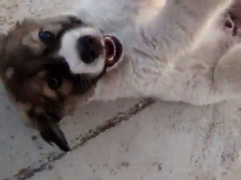 Greek Sheepdog (τσοπανοσκυλο)