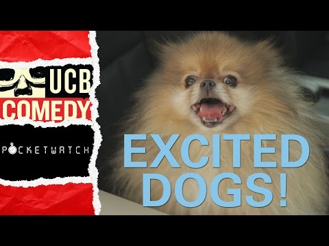 dogs at the holidays - These dogs haven't seen their companions for months! When they finally reunite, it's explosive! Subscribe: http://www.youtube.com/ucbcomedy Check out more vi...