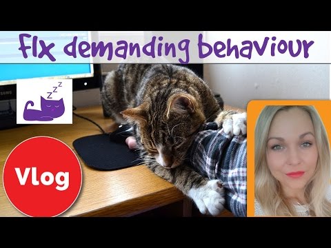 How to fix demanding cat behaviour