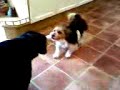 Dogs playfightin wiv toy