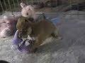 chihuahuas-playing-on-bed.html