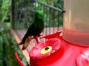 Fawn-breasted Brilliant and Buff-tailed Coronet
