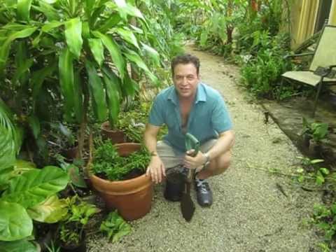 how to transplant culantro