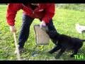djablo est n� le 05 janvier 2008 , c'est un m�le avec un bon caract�re......
il est � vendre , contact: dadashean@aol.com
