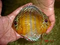 Tef� red spotted Discus feb, 2008